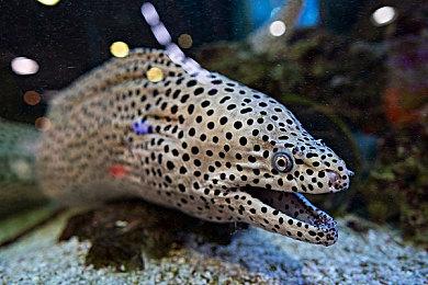 《英雄传说：空之轨迹 the 1st》角色介绍：阿加特