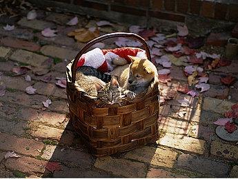 《审判之逝：湮灭的记忆》IGN 7分 主线失望 支线出色