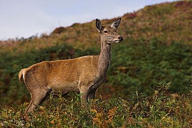 雅达利重新注册上世纪游戏开发工作室Ocean商标