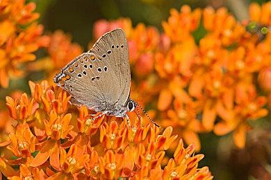 《星际公民》3.18更问题诸多 服务器部分下线